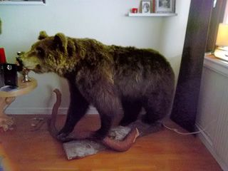 Stuffed bear that a local shot