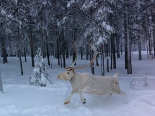 Reindeers
