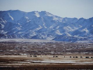 Camels Festival Mongolia
