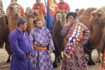 Camels Festival Mongolia