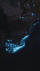 Waitomo Glowworm Caves