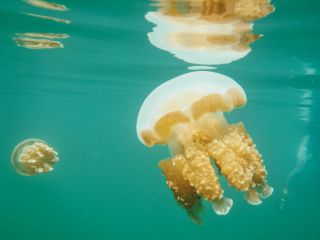 Jellyfish lake Palau