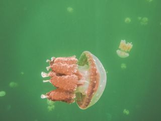 Jellyfish lake Palau