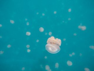 Jellyfish lake Palau
