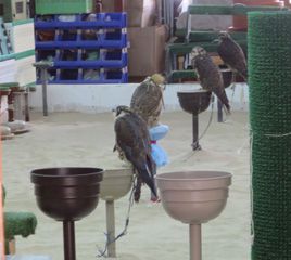 Falconry is a popular sport