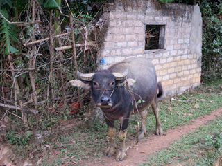 Mai Chau